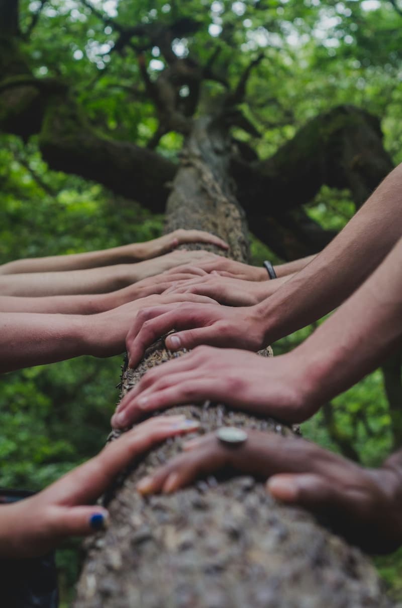 Hands stacked together on a tree branch